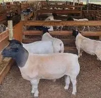 Livestock Boer Goats, Sheep, Holstein Heifers