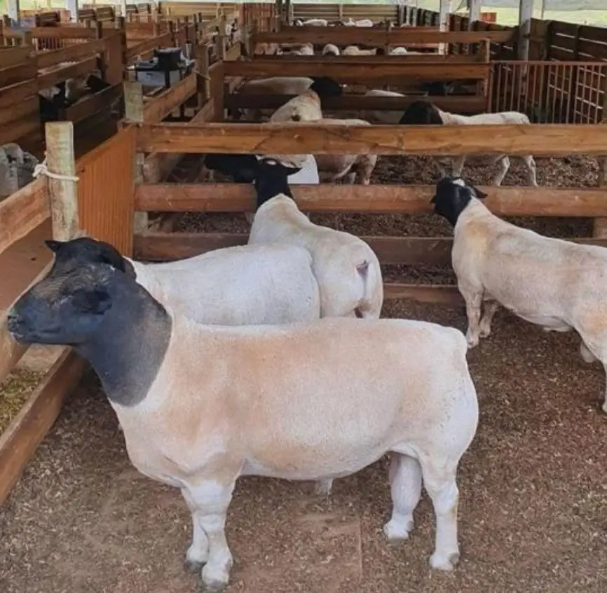 Live Boer Goats, Lambs, Holstein Cattle