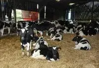 Full Breed Live Boer Goat And Holstein Heifers