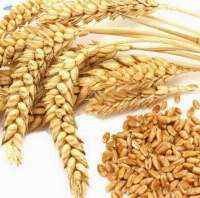 Wheat Flour