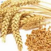 Wheat Flour