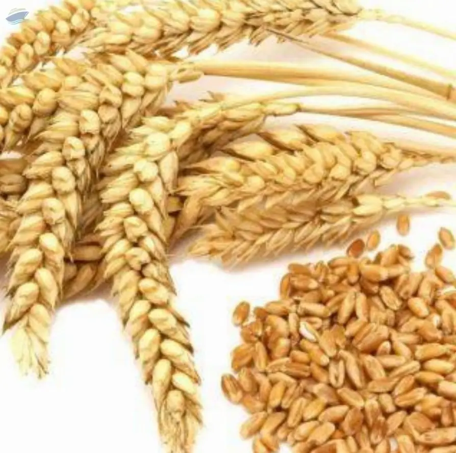 Wheat Flour