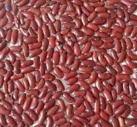 Red Kidney Beans
