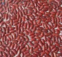 Red Kidney Beans