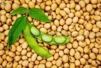 Soybean / Soya Bean / Soybeans Seeds