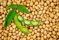 Soybean / Soya Bean / Soybeans Seeds