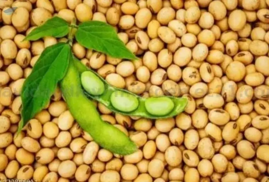 Soybean / Soya Bean / Soybeans Seeds