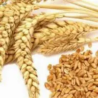 Wheat Flour Semolina Flour