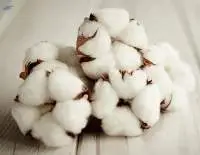 Bleached Cotton, Organic Cotton