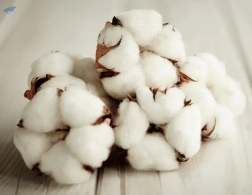 Bleached Cotton, Organic Cotton