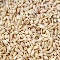 Barley Bran