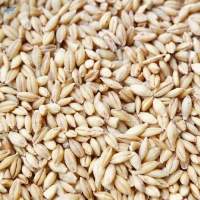 Barley