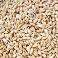 Barley Bran