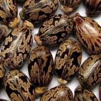 Castor Oil, Premium Castor Seed