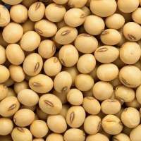 Organic Soybean Powder, Oil & Seeds