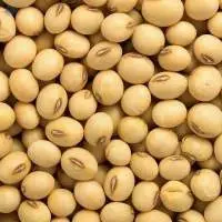 Organic Soybean Powder, Oil & Seeds