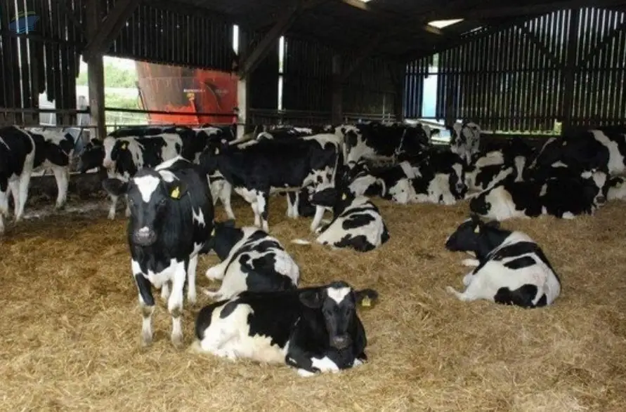 Jersey Heifers, Holstein Heifers, Alpine Goats