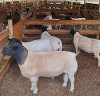 Ewe Lambs, Heifers, Boer Goats, Dorper Sheep