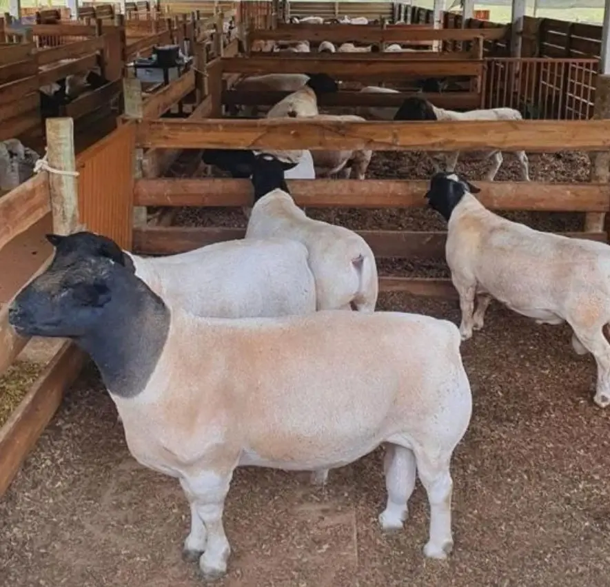 Premier Ewe Lambs, Montbiarde Heifers