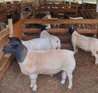 Heifer Cattle, Sheep, Boer Goats, Ewe Lambs