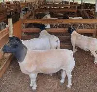 Heifer Cattle, Sheep, Boer Goats, Ewe Lambs