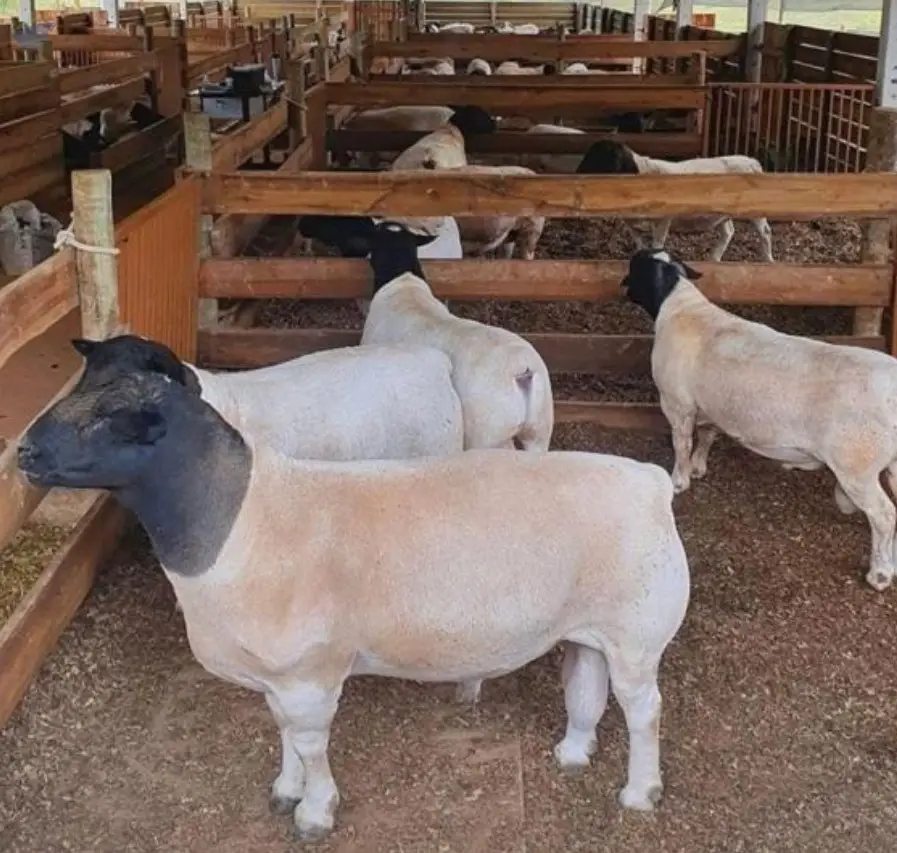 Heifer Cattle, Sheep, Boer Goats, Ewe Lambs