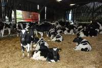 Pregnant Heifers, Charolais, Boer Goats