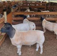 Heifer Cattle, Sheep, Boer Goats