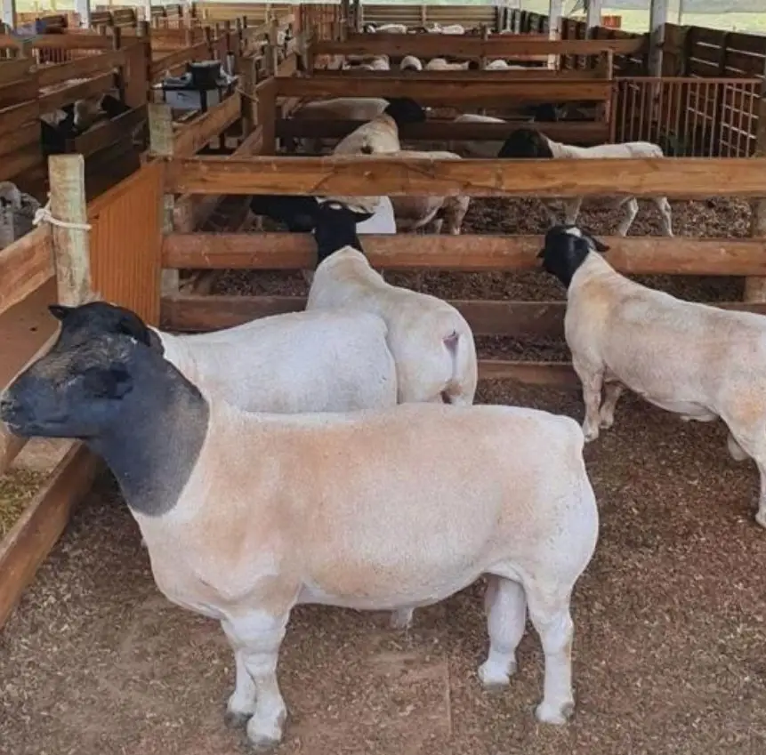 Heifer Cattle, Sheep, Boer Goats, Ewe Lambs