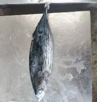 Skipjack Tuna - Frozen Whole Round