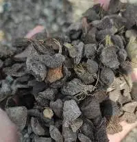 Palm Kernel Shell