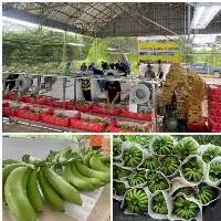 Fresh Gros Michel Banana