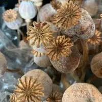 Dried Poppy Heads