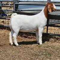 Pure Boer Goat