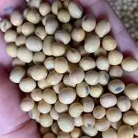 Soybeans