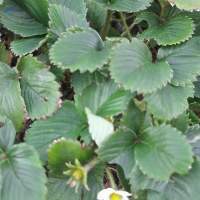 Strawberry Plants