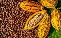 Cocoa