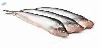 Butter Fish (Pabda Fish - Ompok Pabda)