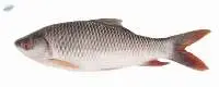 Carp ( Pati Carp )