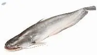 Sheat Fish (Boal Fish - Magur Fish)