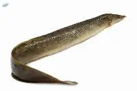Eel Fish (Bain Fish - Anguilla Spp)