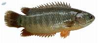 Climbing Fish (Bengal Koi - Anabas Testudineus)