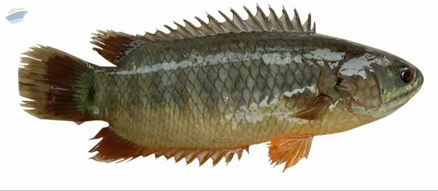 Climbing Fish (Bengal Koi - Anabas Testudineus)