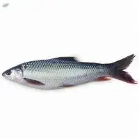 Mrigel Fish (Cirrhinus Mrigala)