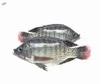Tilapia Fish (Oreochromis Spp)