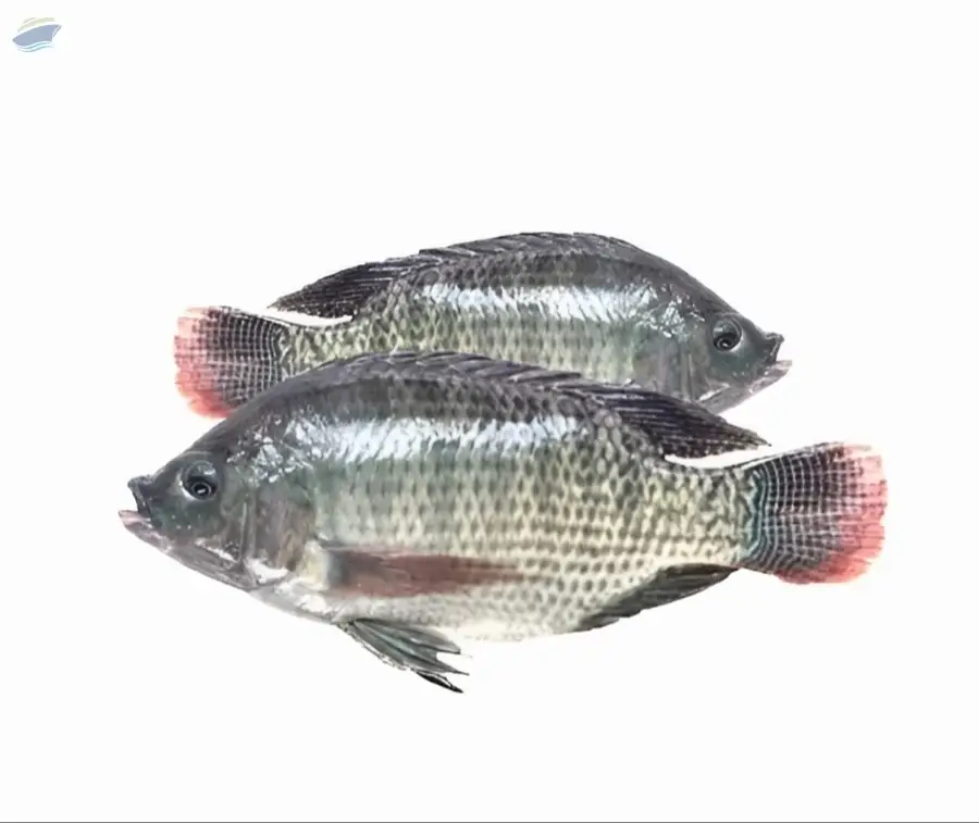 Tilapia Fish (Oreochromis Spp)