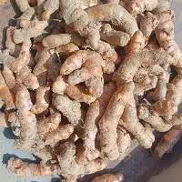 Fresh turmeric