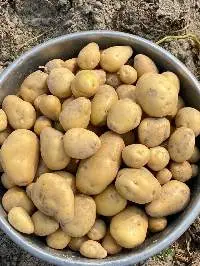 Potato