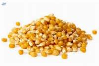 Feed Grains & Protein Meals