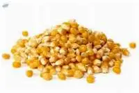 Feed Grains & Protein Meals